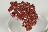 Lustrous, Ruby Red Vanadinite Crystal Cluster - Morocco #196364-2